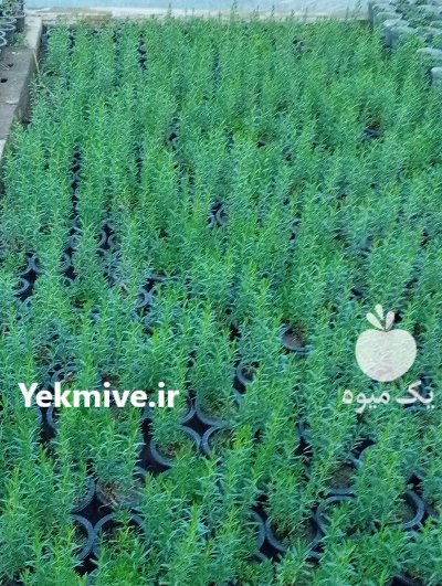 فروش نشا توت فرنگی گوجه خیار در تبریز در گروه خرید و فروش توت فرنگی در یکمیوه -عکس2