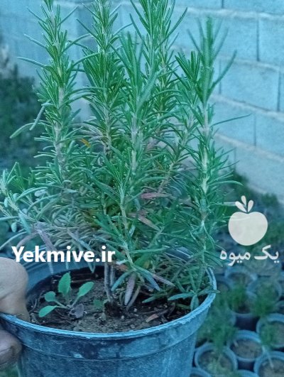 فروش نشا توت فرنگی گوجه خیار در تبریز در گروه خرید و فروش توت فرنگی در یکمیوه -عکس3
