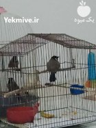 فروش انواع بلبل خرما در تهران در گروه خرید و فروش انواع پرنده در یکمیوه