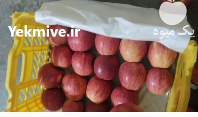 فروش سیب قرمز اشنویه مشهد در خراسان رضوی در گروه خرید و فروش سیب در یکمیوه -عکس2