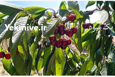فروش میوه گیلاس در لواسان در گروه خرید و فروش گیلاس در یکمیوه -عکس1