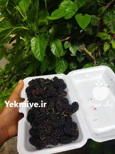 شاه توت لذیذ و شیرین در شیراز در گروه خرید و فروش توت در یکمیوه -عکس1