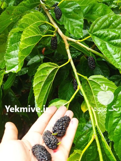 شاه توت لذیذ و شیرین در شیراز در گروه خرید و فروش توت در یکمیوه -عکس3