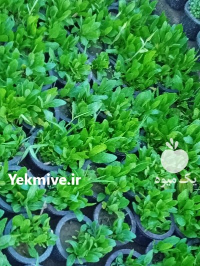 نشا گوجه خیار توت فرنگی صیفی در تبریز در گروه خرید و فروش نشا در یکمیوه -عکس1