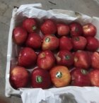 فروش سیب قرمز اشنویه مشهد در خراسان رضوی در گروه خرید و فروش سیب در یکمیوه