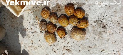 لاک پشت خاکی خراسانی در مشهد در گروه حیوانات خانگی در یکمیوه -عکس3