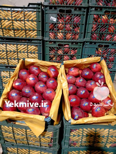 سیب قرمز محصول باغات منطقه پادنای در اصفهان در گروه خرید و فروش سیب در یکمیوه -عکس2
