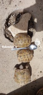لاک پشت خاکی خراسانی در مشهد در گروه حیوانات خانگی در یکمیوه