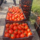 فروش گوجه فرنگی زراعی در بندرعباس در گروه خرید و فروش گوجه فرنگی در یکمیوه