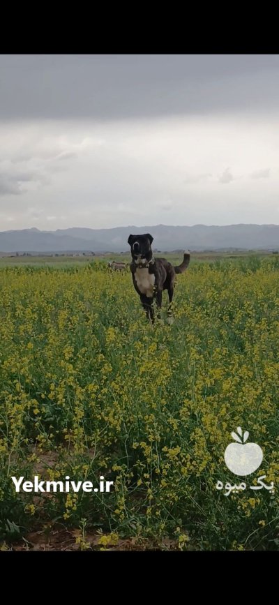 سگ گله در تربت حیدریه در گروه سگ و گربه در یکمیوه -عکس1