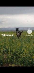 سگ گله در تربت حیدریه در گروه سگ و گربه در یکمیوه