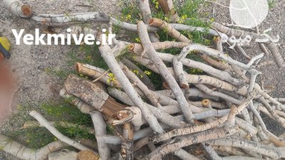 فروش چوب پسته در سیرجان در گروه خرید و فروش انواع چوب در یکمیوه -عکس1