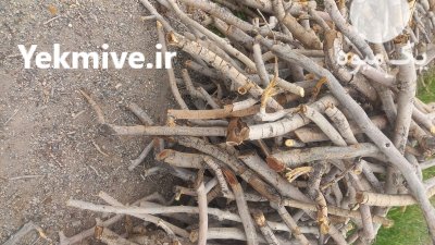 فروش چوب پسته در سیرجان در گروه خرید و فروش انواع چوب در یکمیوه -عکس2