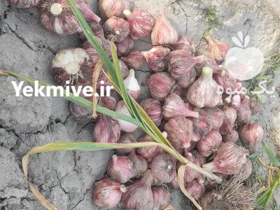 سیر بصورت عمده و تکی در گوهران در گروه خرید و فروش سیر در یکمیوه -عکس3