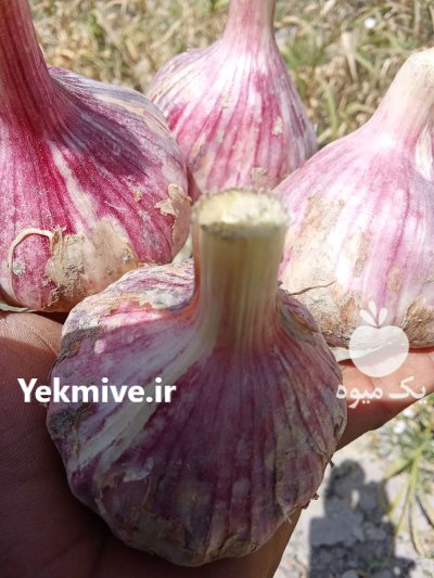 سیر ارگانیک بشاگرد در گوهران در گروه خرید و فروش سیر در یکمیوه -عکس1