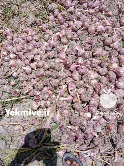 سیر ارگانیک بشاگرد در گوهران در گروه خرید و فروش سیر در یکمیوه -عکس2