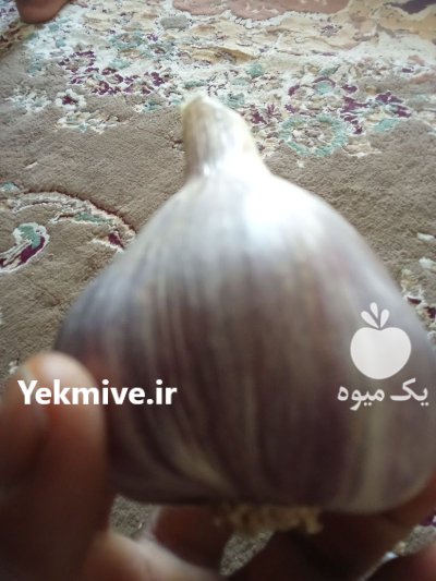 سیر ارگانیک بشاگرد در گوهران در گروه خرید و فروش سیر در یکمیوه -عکس3