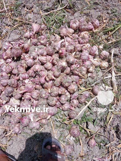 سیر ارگانیک بشاگرد در گوهران در گروه خرید و فروش سیر در یکمیوه -عکس4