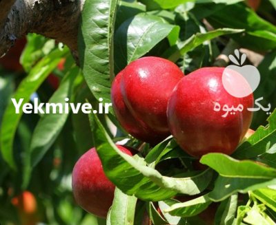 شلیل حسن پوری در بهشهر در گروه خرید و فروش شلیل در یکمیوه -عکس1