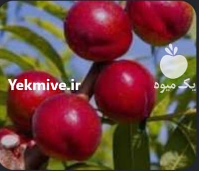 شلیل حسن پوری در بهشهر در گروه خرید و فروش شلیل در یکمیوه -عکس2