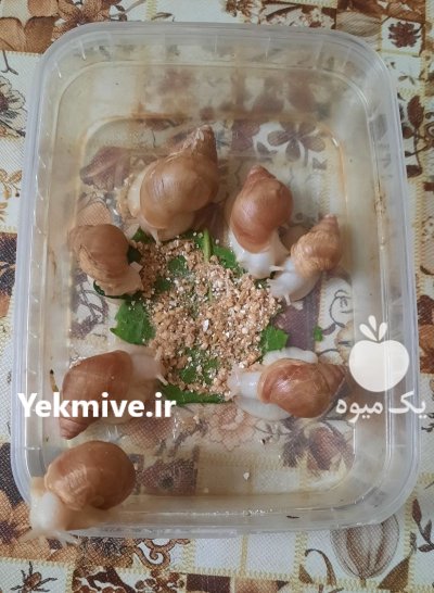 فروش حلزون در تبریز در گروه انواع محصولات شیلات در یکمیوه -عکس1
