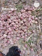 سیر بصورت عمده و تکی در گوهران در گروه خرید و فروش سیر در یکمیوه