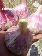 سیر ارگانیک بشاگرد در گوهران در گروه خرید و فروش سیر در یکمیوه
