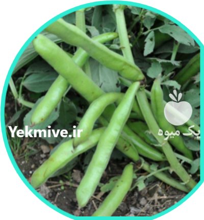 باقالی محلی تازه چین در صومعه سرا در گروه خرید و فروش غلات و حبوبات در یکمیوه -عکس1