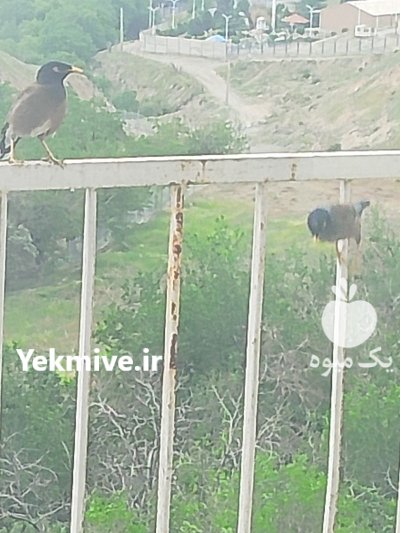 پرنده مینا در تهران در گروه خرید و فروش انواع پرنده در یکمیوه -عکس1