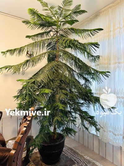 درخت کاج مطبق در فلاورجان در گروه خرید و فروش و قیمت کاج در یکمیوه -عکس1