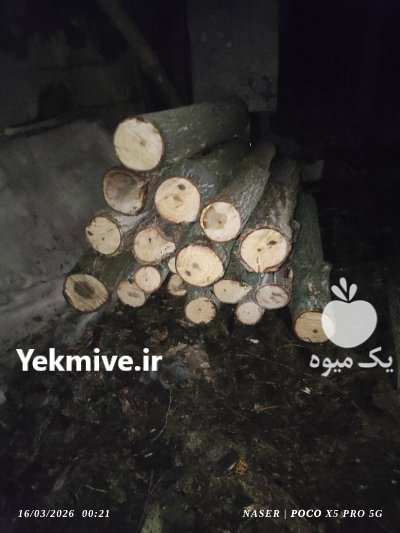 فروش چوب وزم یا همان نارون در پره سر در گروه خرید و فروش انواع چوب در یکمیوه -عکس2