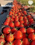 گوجه فرنگی زراعی در خنج در گروه خرید و فروش گوجه فرنگی در یکمیوه