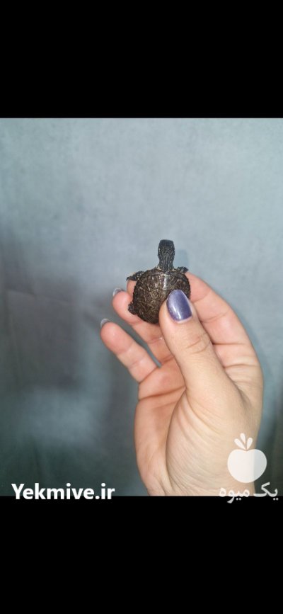 لاکپشت دوزیست در اصفهان در گروه حیوانات خانگی در یکمیوه -عکس2