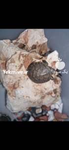 لاکپشت دوزیست در اصفهان در گروه حیوانات خانگی در یکمیوه