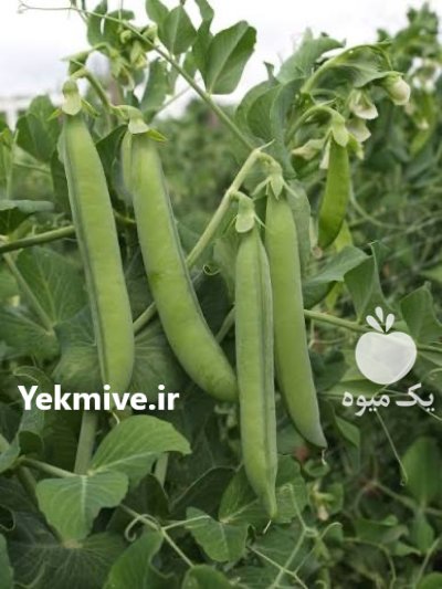 نخودفرنگی در علی آباد در گروه خرید و فروش نخود در یکمیوه -عکس1