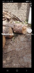 خرید درخت و چوب در گنبد کاووس در گروه خرید و فروش انواع چوب در یکمیوه