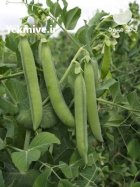 نخودفرنگی در علی آباد در گروه خرید و فروش نخود در یکمیوه
