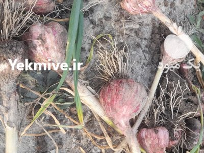 سیر قرمز بشاگرد در گوهران در گروه خرید و فروش سیر در یکمیوه -عکس1