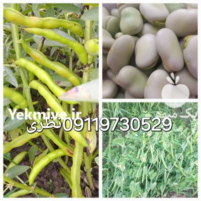 باقالی دو هکتار در علی آباد در گروه خرید و فروش محصولات فرنگی در یکمیوه -عکس1