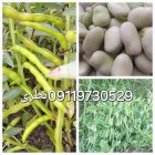 باقالی دو هکتار در علی آباد در گروه خرید و فروش محصولات فرنگی در یکمیوه