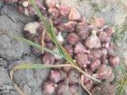 سیر قرمز بشاگرد در گوهران در گروه خرید و فروش سیر در یکمیوه