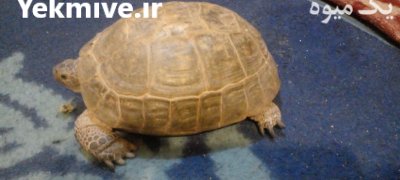 فروش لاک پشت خاکی ساله ماده در دامغان در گروه حیوانات خانگی در یکمیوه -عکس1