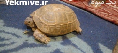 فروش لاک پشت خاکی ساله ماده در دامغان در گروه حیوانات خانگی در یکمیوه -عکس2