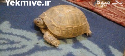 فروش لاک پشت خاکی ساله ماده در دامغان در گروه حیوانات خانگی در یکمیوه -عکس3