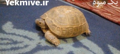 فروش لاک پشت خاکی ساله ماده در دامغان در گروه حیوانات خانگی در یکمیوه -عکس4