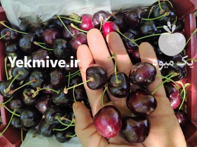 گیلاس صادراتی گیلاس در کلات در گروه خرید و فروش گیلاس در یکمیوه -عکس1