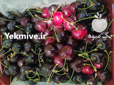 گیلاس صادراتی گیلاس در کلات در گروه خرید و فروش گیلاس در یکمیوه -عکس2