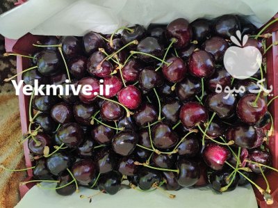 گیلاس صادراتی گیلاس در کلات در گروه خرید و فروش گیلاس در یکمیوه -عکس3