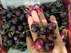 گیلاس صادراتی گیلاس در کلات در گروه خرید و فروش گیلاس در یکمیوه
