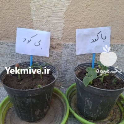 کود مایع آمینو اسیدی آمینولین در درچه پیاز در گروه خرید و فروش کود مایع در یکمیوه -عکس4
